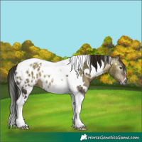 Horse Color:Gray White Spotted Bay Dun Tobiano Appaloosa
