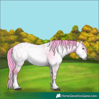Horse Color:Gray Watercolor White Spotted Bay Onyx Sabino Appaloosa 