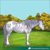 Horse Color:Gray Watercolor Amber Champagne Onyx Tobiano Appaloosa 