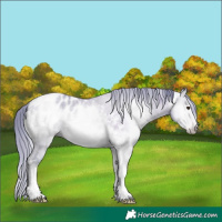 Horse Color:Gray Watercolor Amber Champagne Onyx Tobiano Appaloosa 