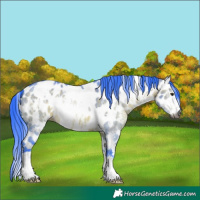 Horse Color:Gray Watercolor White Spotted Bay Dun Sabino Appaloosa 
