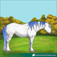 Horse Color:Gray Watercolor White Spotted Bay Dun Sabino Appaloosa 
