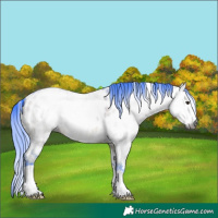 Horse Color:Gray Watercolor White Spotted Bay Dun Sabino Appaloosa 