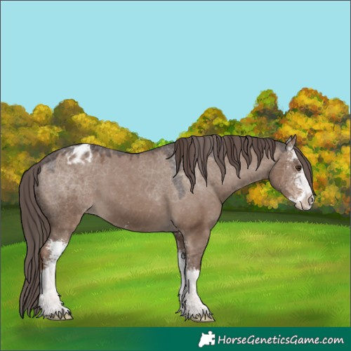 Horse Color:Liver Red Dun Sabino Appaloosa 