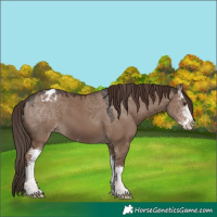 Horse Color:Liver Red Dun Sabino Appaloosa 