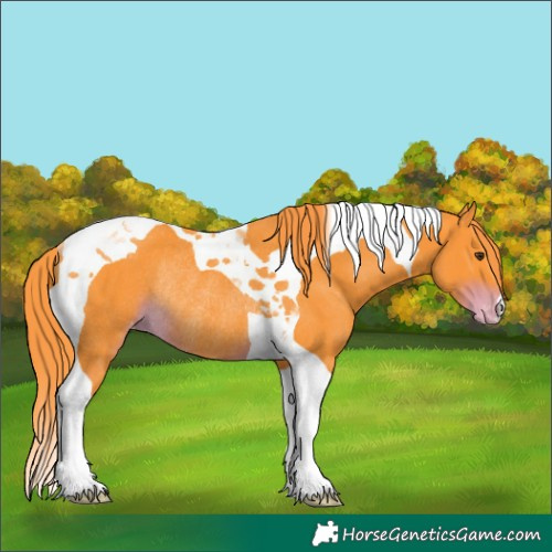 Horse Color:Watercolor Liver Chestnut Tobiano Appaloosa Rabicano 