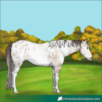 Horse Color:Gray White Spotted Classic Champagne Dun Sabino Appaloosa