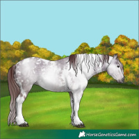 Horse Color:Gray White Spotted Chocolate Brown Dun Tobiano Rabicano 