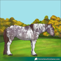 Horse Color:Gray White Spotted Chocolate Brown Dun Tobiano Rabicano 