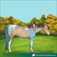 Horse Color:Sable Champagne Tobiano Blanket 