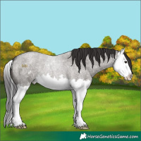 Horse Color:Smoky Grullo Roan Sabino Splash 