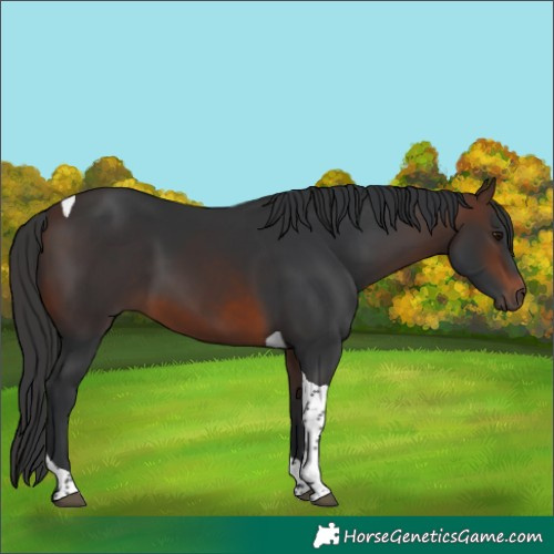 Horse Color:Brown Tobiano 