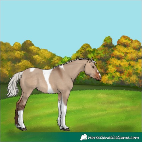 Horse Color:Silver Bay Dun Tobiano Rabicano 