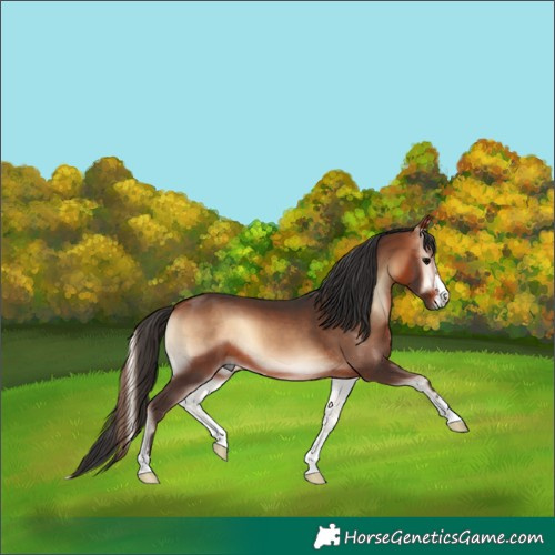Horse Color:Bay Onyx 