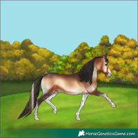Horse Color:Bay Onyx 
