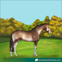 Horse Color:Bay Onyx