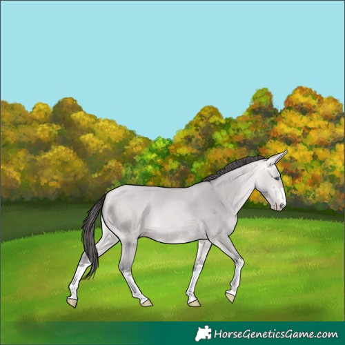 Horse Color:Platinum Amber Cream Champagne 
