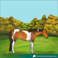 Horse Color:Gray Buckskin Tobiano 