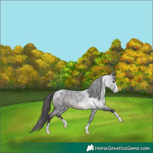 Horse Color:Smoky Blue Roan 