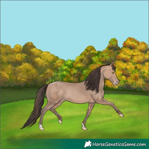 Horse Color:Amber Champagne Rabicano 