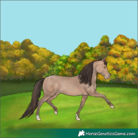 Horse Color:Amber Champagne Rabicano 