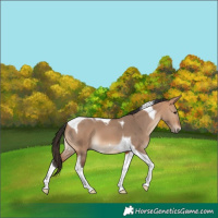 Horse Color:Bay Dun Tobiano 