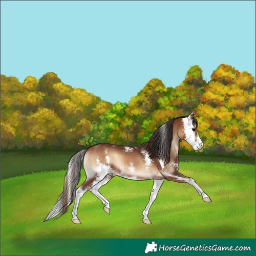 Horse Color:Bay Onyx Sabino