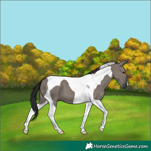 Horse Color:Grullo Tobiano 