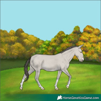 Horse Color:Classic Cream Champagne Dun 