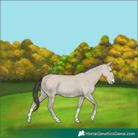 Horse Color:Classic Cream Champagne Dun 
