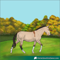 Horse Color:Bay Dun 