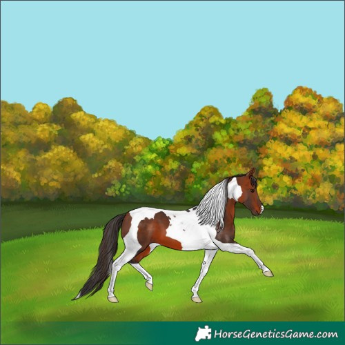 Horse Color:Bay Tobiano 
