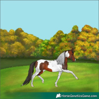 Horse Color:Bay Tobiano 