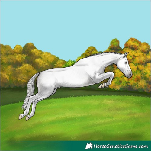 Horse Color:Gray Silver Blue Roan Splash 