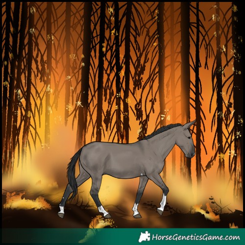 Horse Color:Grullo Tobiano 