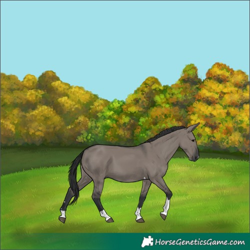 Horse Color:Grullo Tobiano 