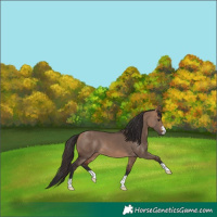 Horse Color:Bay Dun 