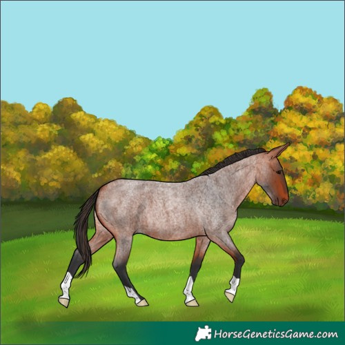 Horse Color:Bay Roan 