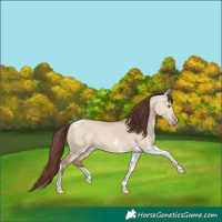 Horse Color:Chocolate Amber Champagne Dun Tobiano 