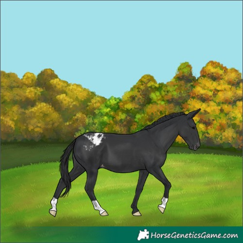 Horse Color:Black Appaloosa 