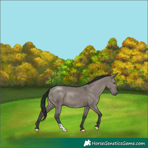 Horse Color:Grullo