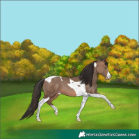 Horse Color:Sable Champagne Tobiano