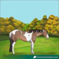 Horse Color:Sable Champagne Tobiano 