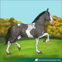 Horse Color:Grullo Splash Tobiano 
