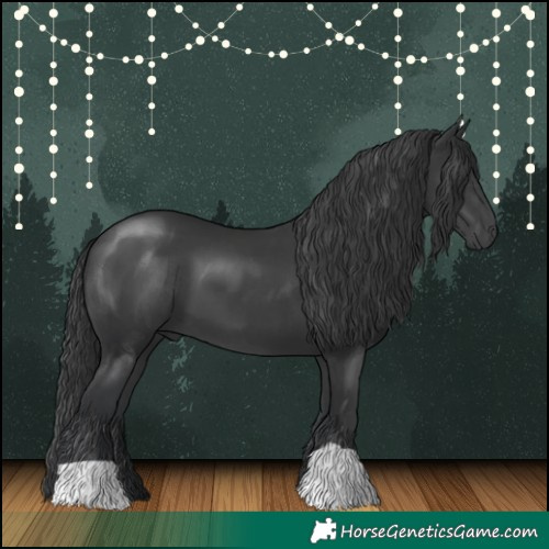 Horse Color:Black 