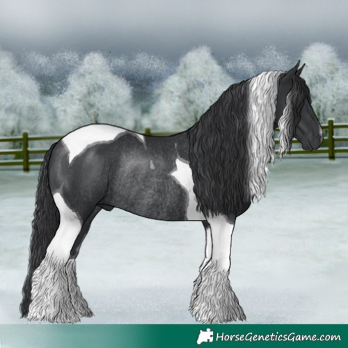 Horse Color:Black Tobiano Rabicano