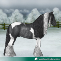 Horse Color:Black Tobiano Rabicano 