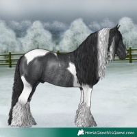 Horse Color:Black Tobiano Rabicano 