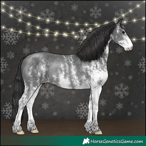 Horse Color:White Spotted Black Rabicano 