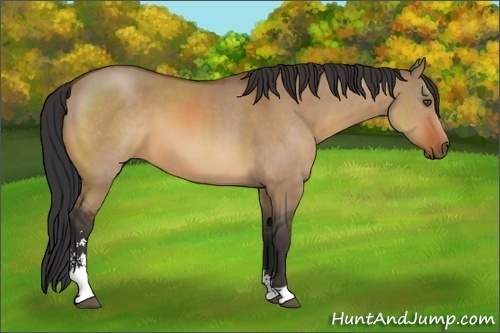 Horse Color:Unknown 